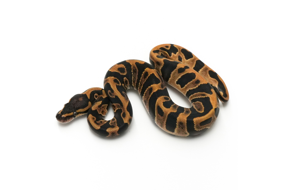 GHI Enchi Leopard DH Clown Pied 50% DH Hypo DG