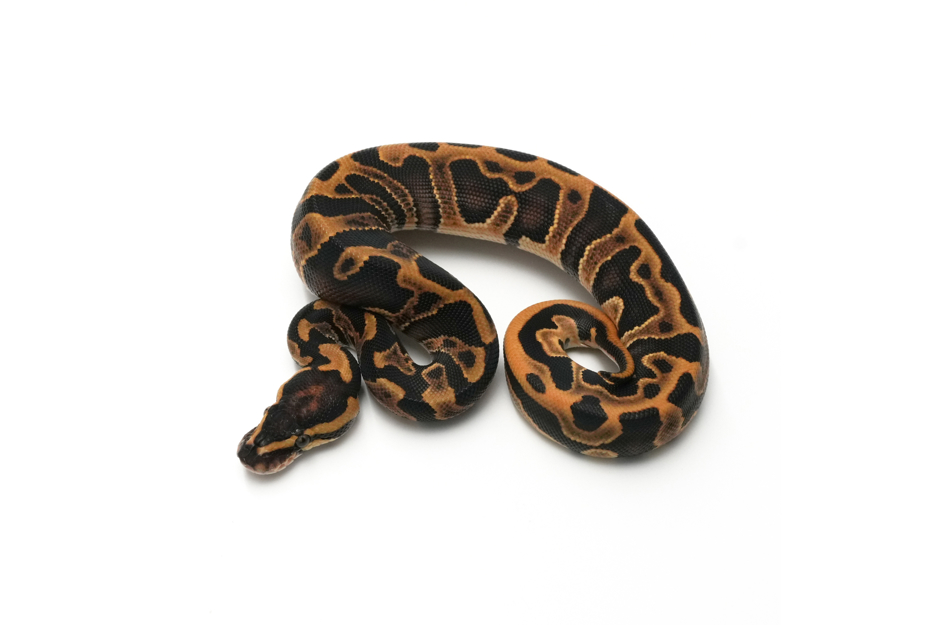 GHI Enchi Leopard DH Clown Pied 50% DH Hypo DG