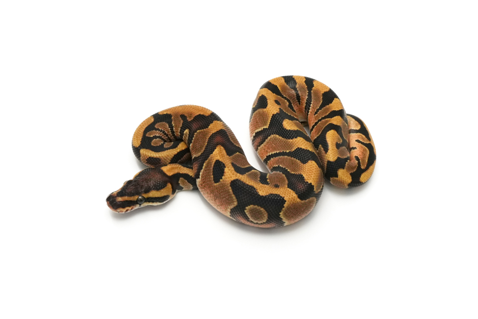 Enchi DH Clown Pied 50% DH Hypo DG