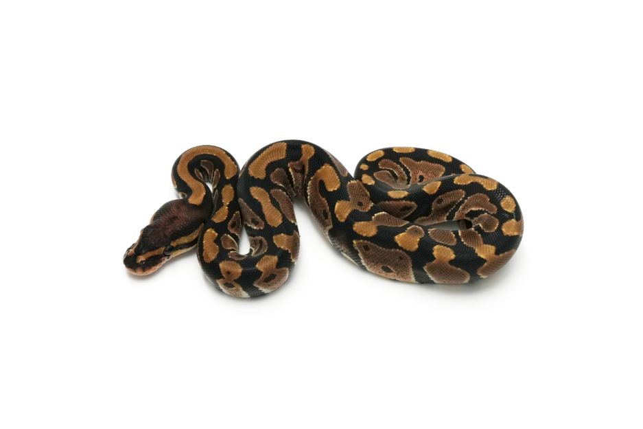 Het Clown 66% DH DG Pied 50% Hypo