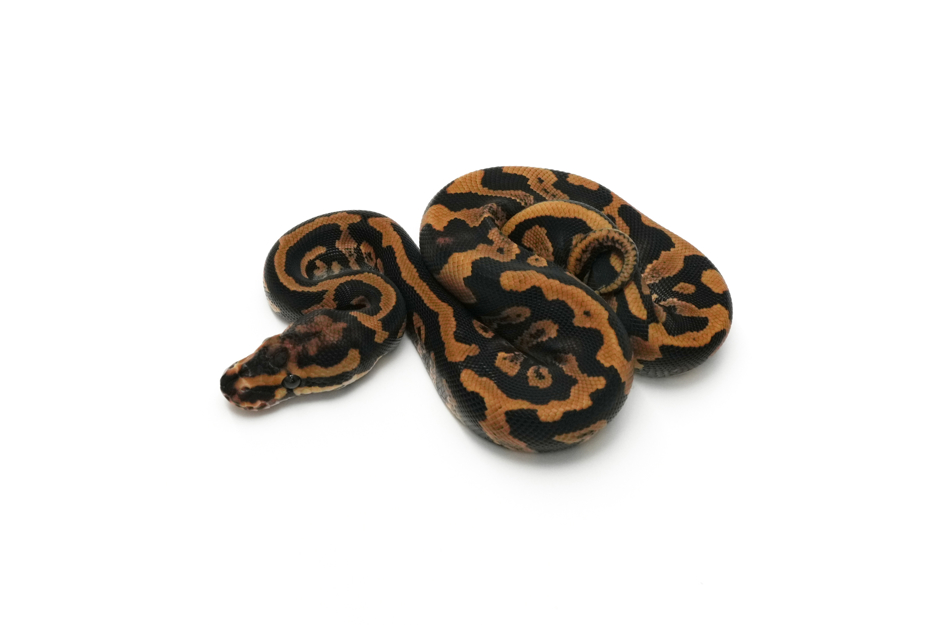 Acid YB Het Clown 66% DH DG Pied 50% Hypo