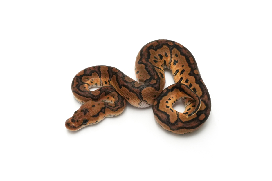 Redstripe Clown DH VPI Axanthic DG (genetic testing)