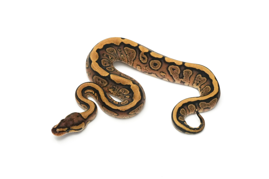 Redstripe YB TH VPI Axanthic DG Clown (genetic testing)