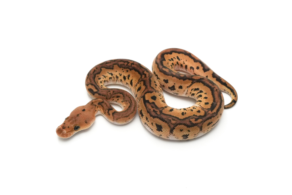 Redhead YB Clown DH VPI Axanthic DG (genetic testing)