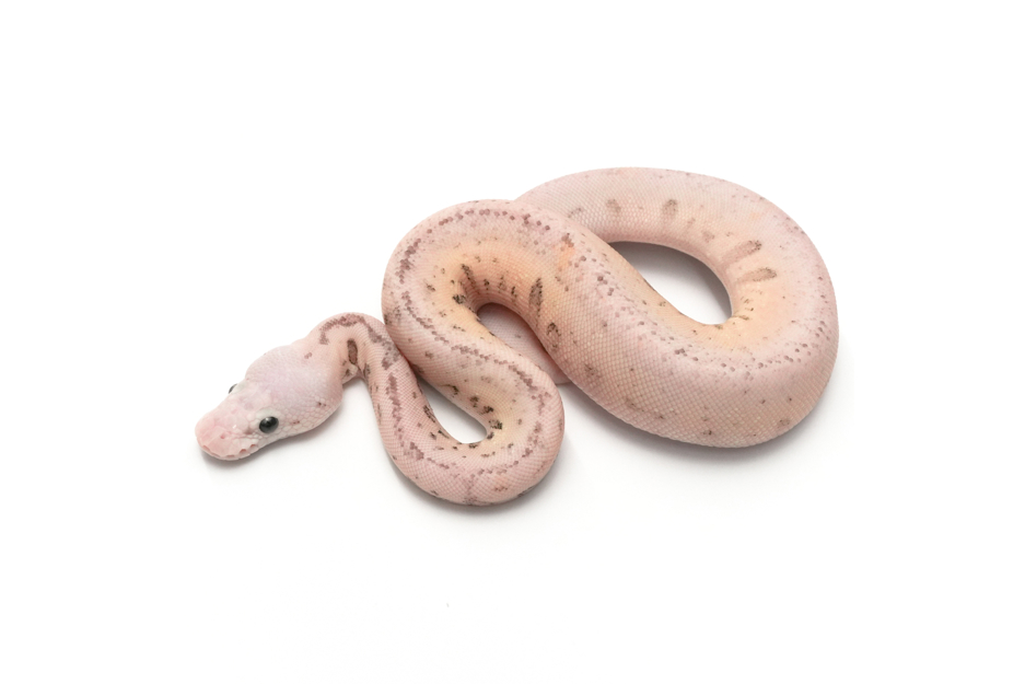 Redhead Spotnose Pastel YB Clown DH DG VPI Axanthic