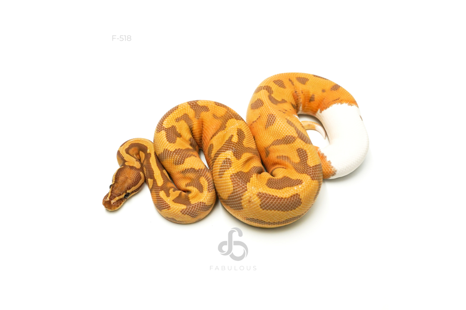 Ultramel Pied 66%Ghost
