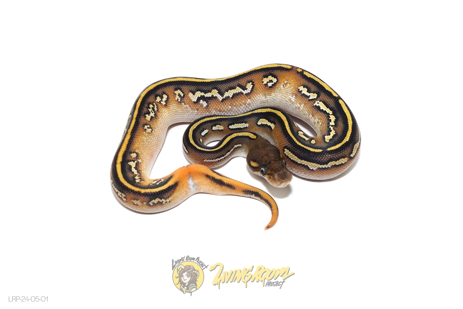 Blackhead Mojave OD YB or Specter Het Pied