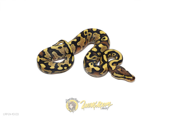 FR Fire YB Het Clown