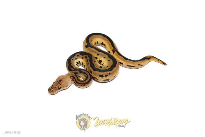 Leopard Redhead (Pos Fire) Clown