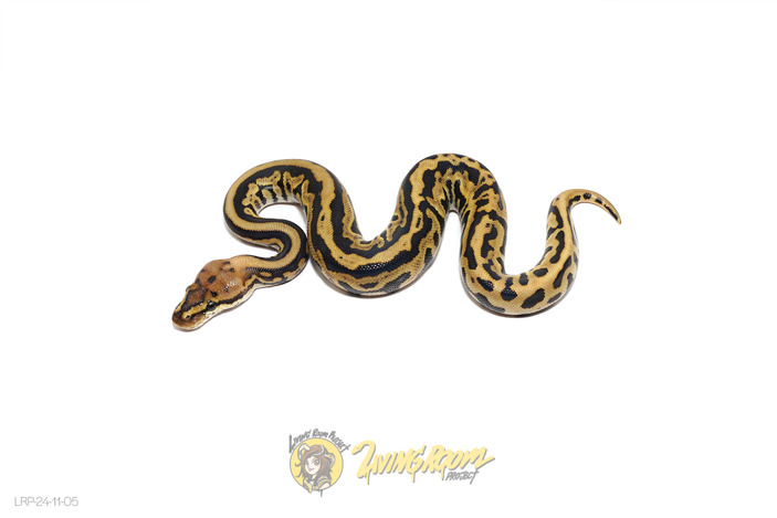 Redhead SN Leo (Fire) Het Clown