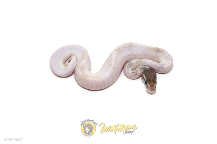 Pastel Mojave (Pos YB) Pied Het Clown