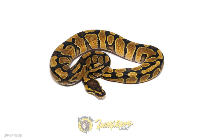 Enchi Dbl Het Clown DG