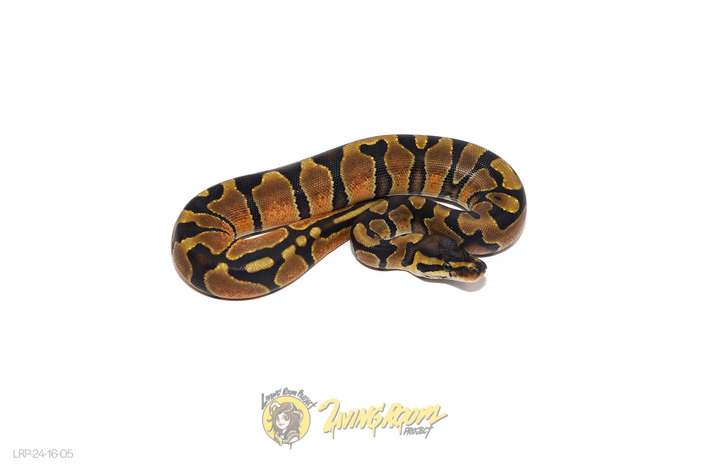 Enchi Het 50% Pied 66% Sunset