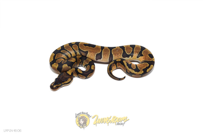 Enchi Het 50% Pied 66% Sunset