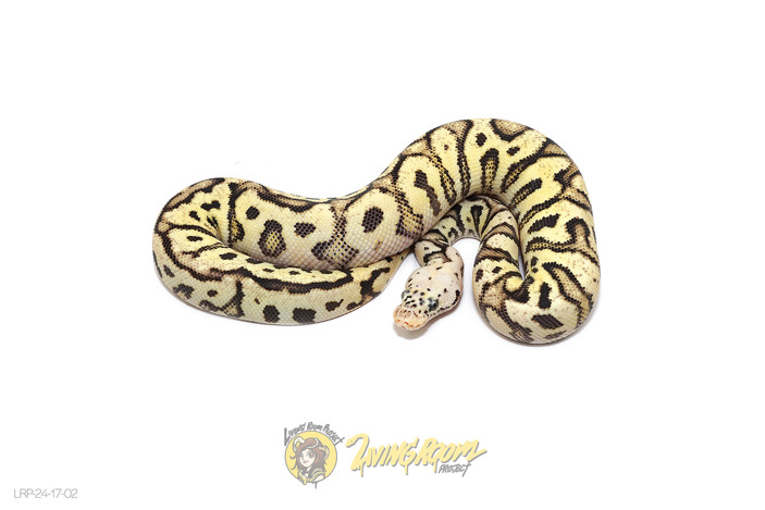 Spotnose (Pos GeneX) Firefly Clown