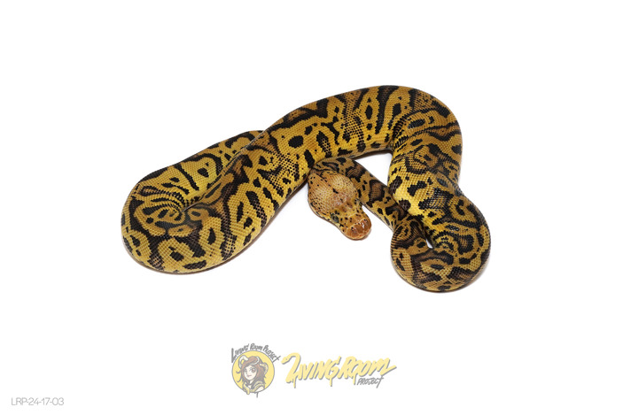 Confusion Spotnose Pastel Clown