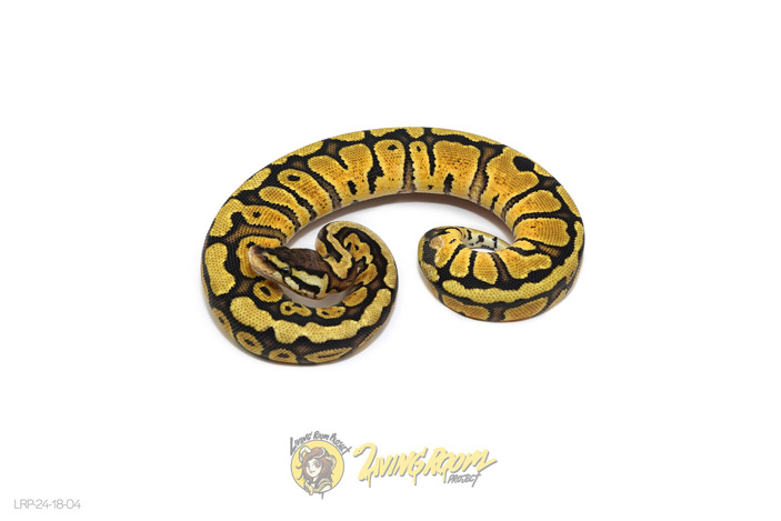 Pastel Redstripe Het Clown or Cryptic