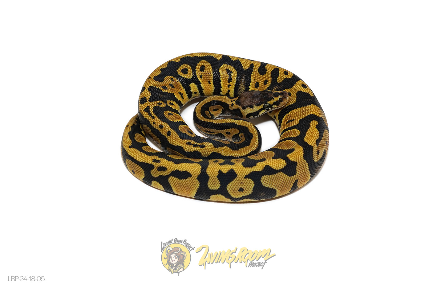 Confusion Pastel Het Clown/Cryptic