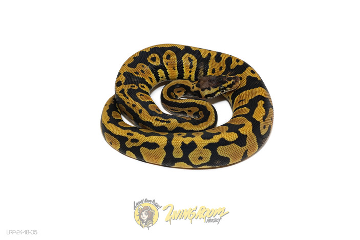 Confusion Pastel Het Clown/Cryptic