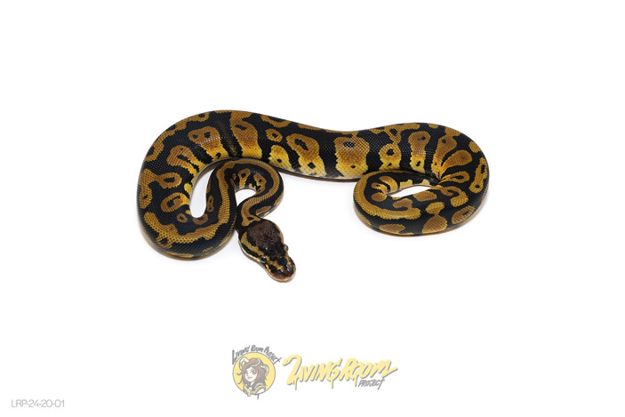 Confusion Chocolate or Raven Het Clown Or Het Cryptic