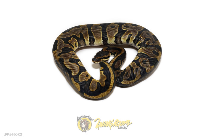Leopard Chocolate or Raven Het Clown Or Het Cryptic