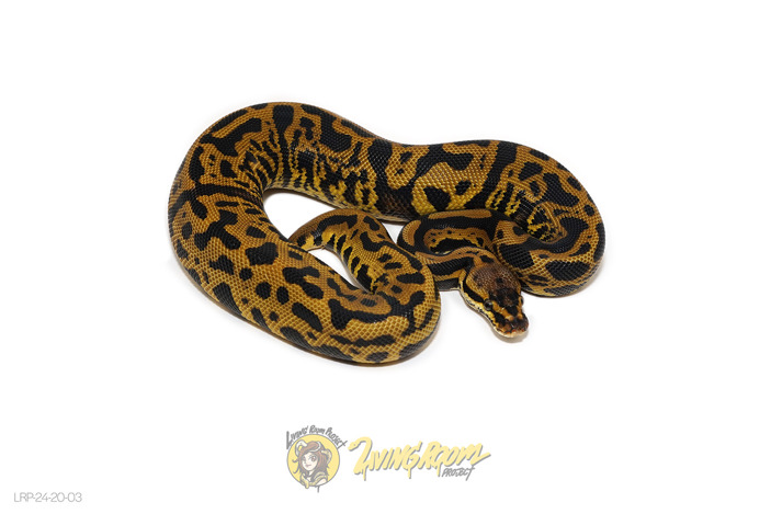 Confusion Leopard Pastel Het Clown or Cryptic