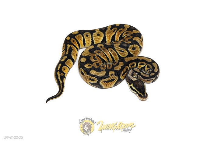 Pastel (Chocolate or Raven) Het Clown Or Het Cryptic