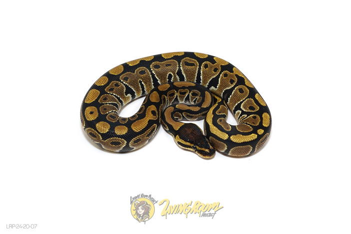 (Pos Chocolate or Raven) Het Clown Or Cryptic