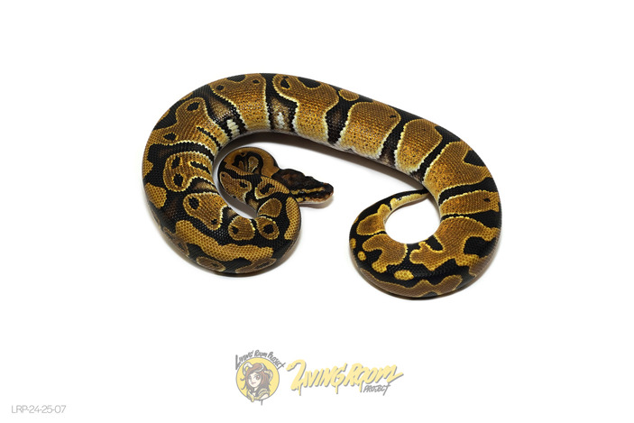 Normal Poss Lace Het Clown