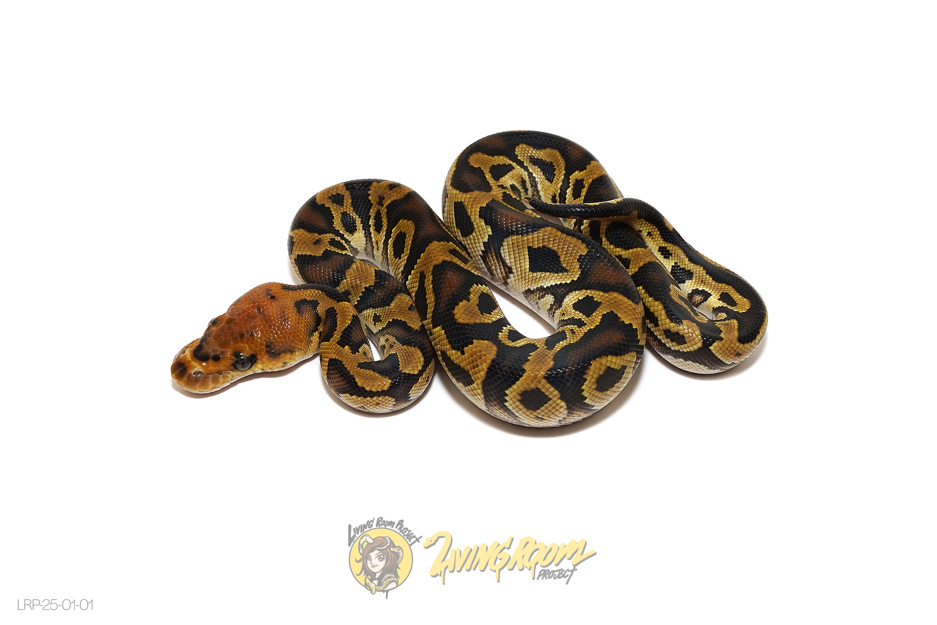 Cypress Clown Het DG