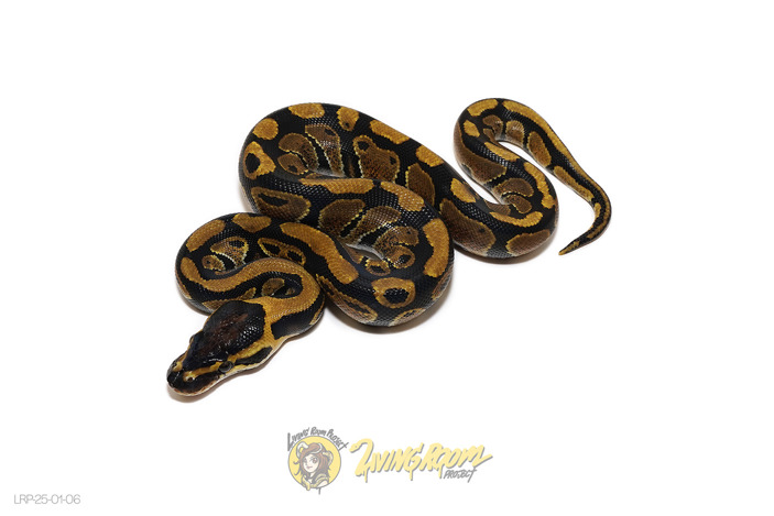 Dbl Het Desert Ghost Clown