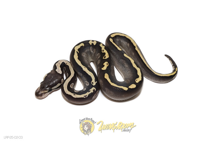 GHI Mojave Het Clown