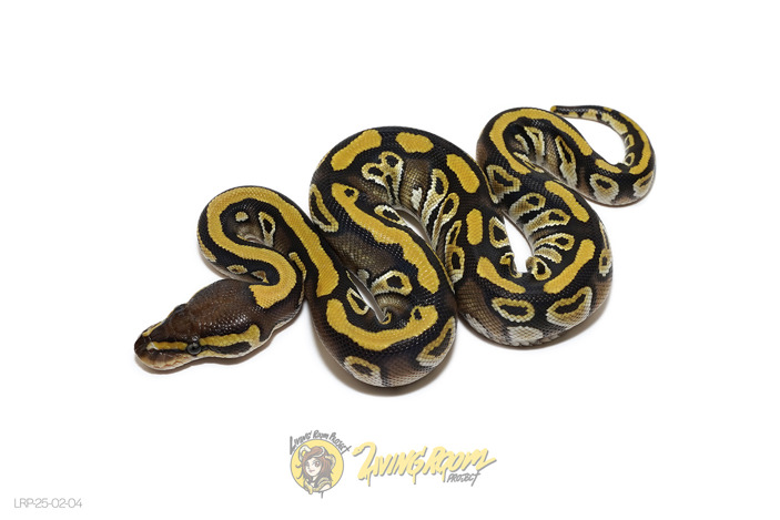 Mojave Het Clown