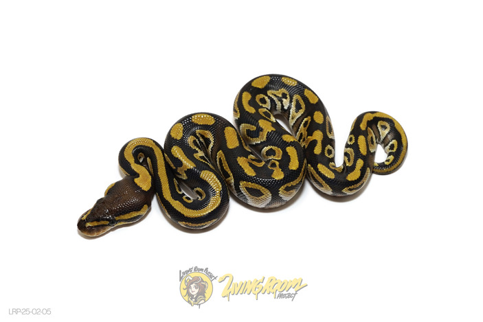 Mojave Het Clown