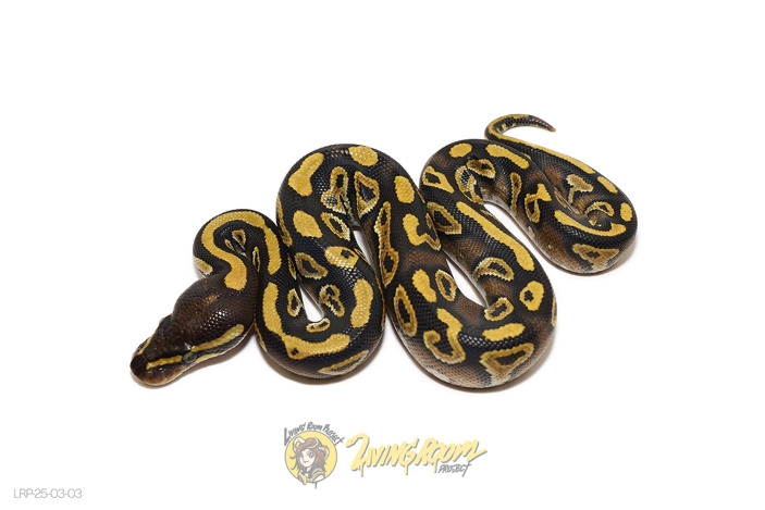 Mojave YB Het Clown