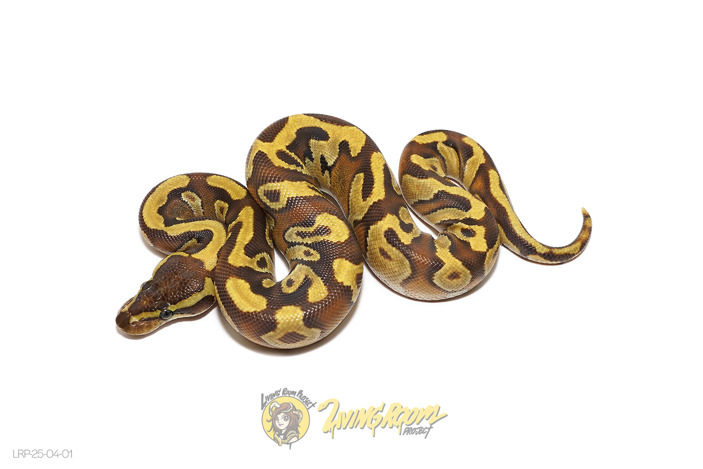 Enchi Mojave 66% Het Sunset 66% Het Pied