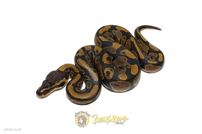 66% Het Sunset 66% Het Piebald