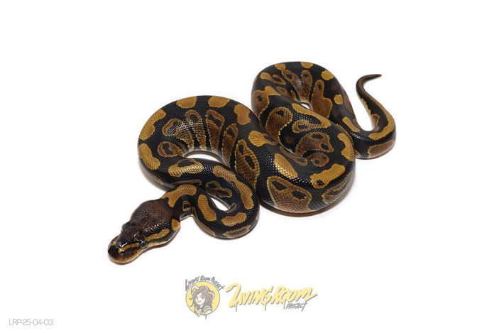 66% Het Sunset 66% Het Piebald
