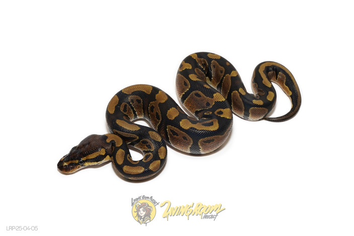 66% Het Sunset 66% Het Piebald