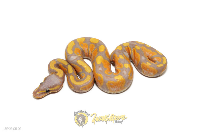 CG 66% Het Sunset 50% Het Pied