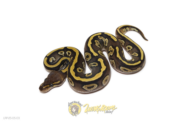 Mojave 66% Het Sunset 50% Het Pied