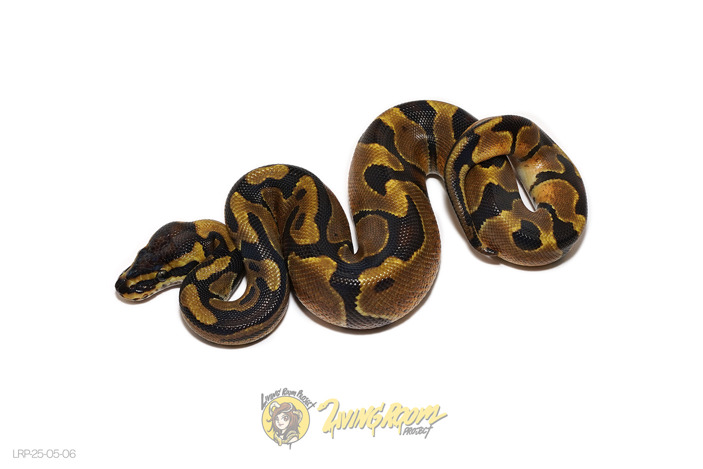 Enchi 66% Het Sunset 50% Het Pied