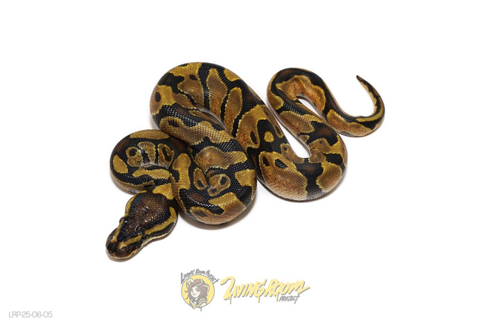 Enchi Blitz DH DG Hypo