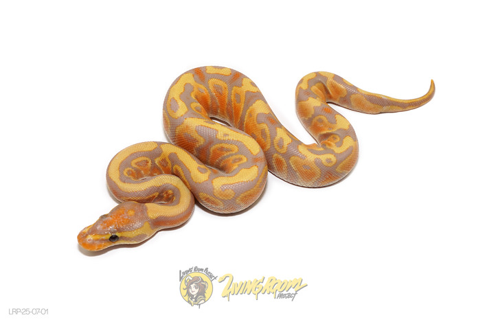 Banana YB 50% Het Clown