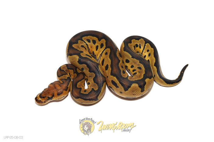 Yellowbelly Clown