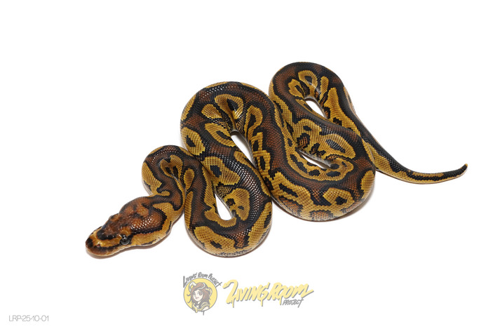Yellowbelly Clown