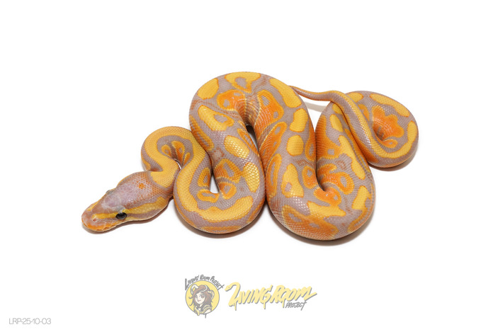 Banana Het Clown