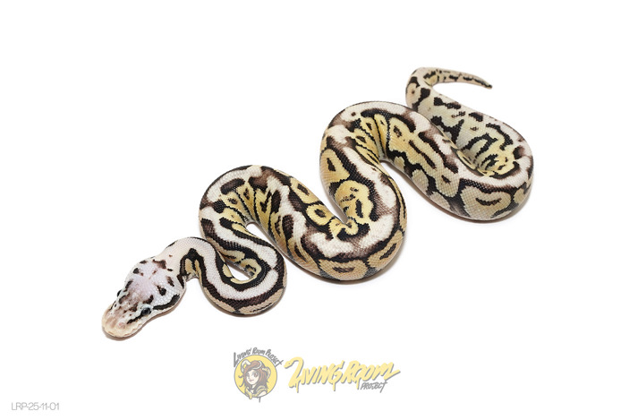 Redhead Spotnose Pastel Het Puzzle 50% Clown