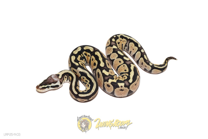Redhead Pastel Het Puzzle 50% Clown