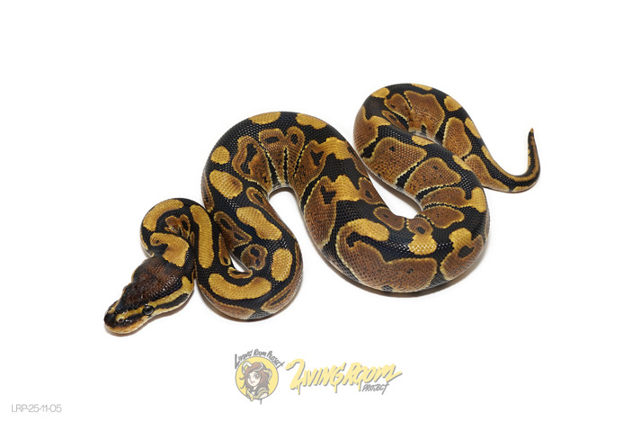 (Pos Redhead) Het Puzzle 50% Clown